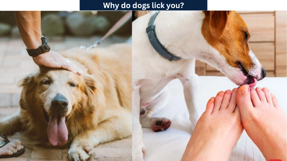 Why Do Dogs Lick You? Five Common Causes