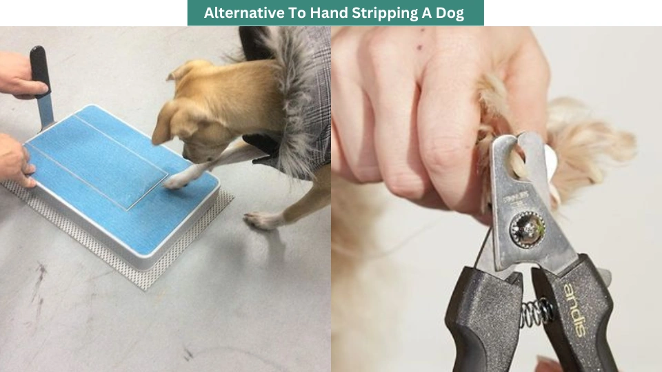 Alternative To Hand Stripping A Dog