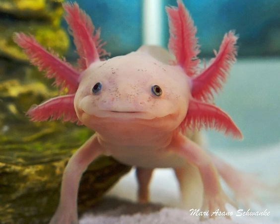 Axolotl Colors