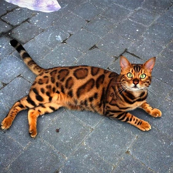 History Of The Bengal Cat