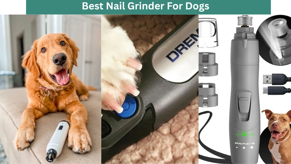 Best Nail Grinder For Dogs