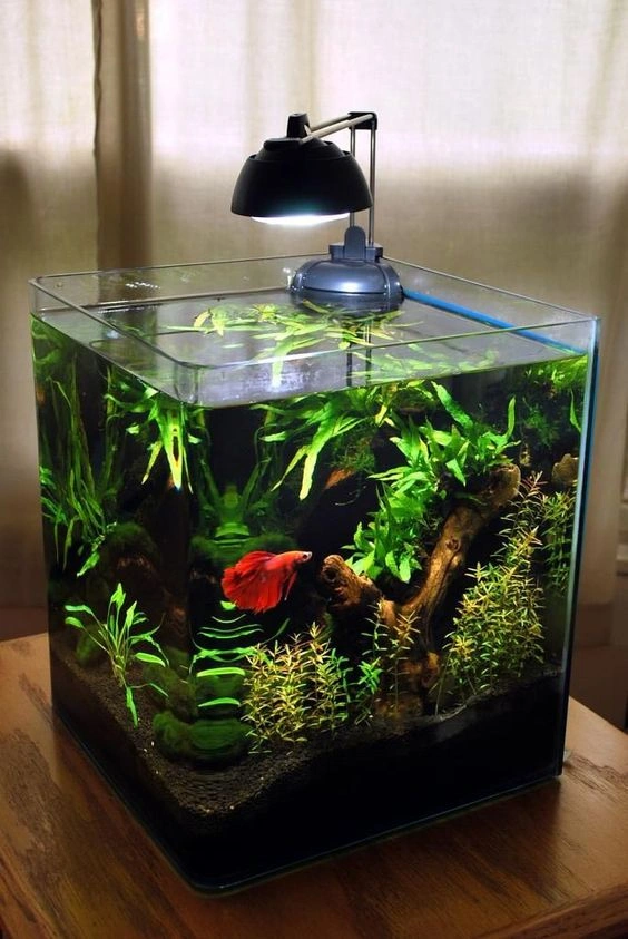 Betta Fish Tank