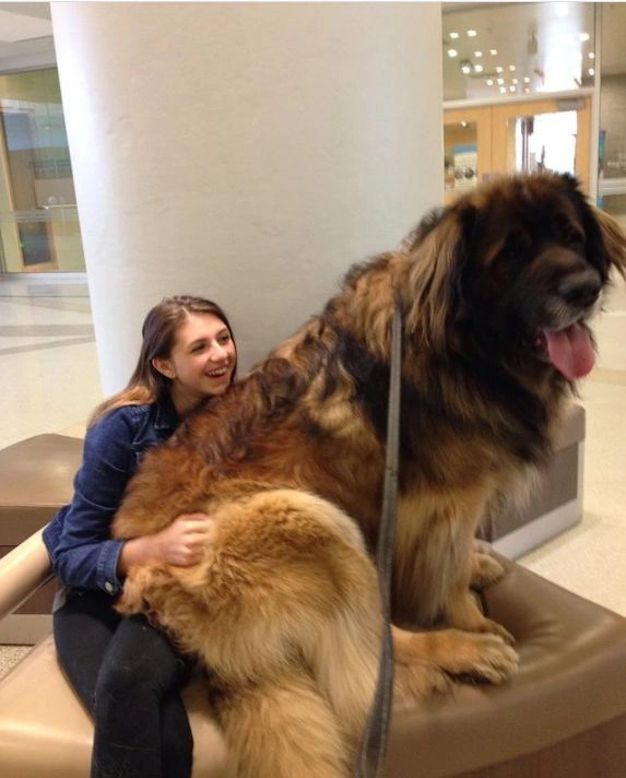 Biggest Dog in the World