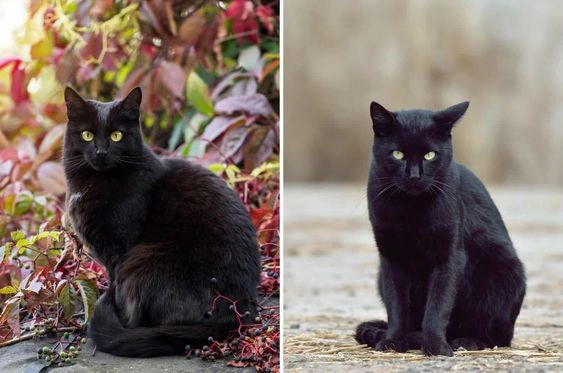 Black Cat Breeds 