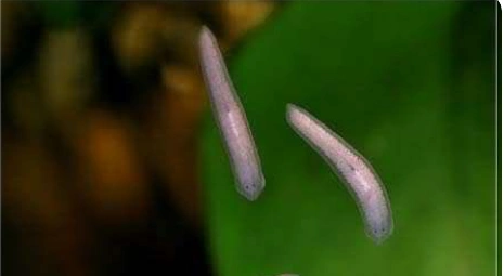 Bristle worms