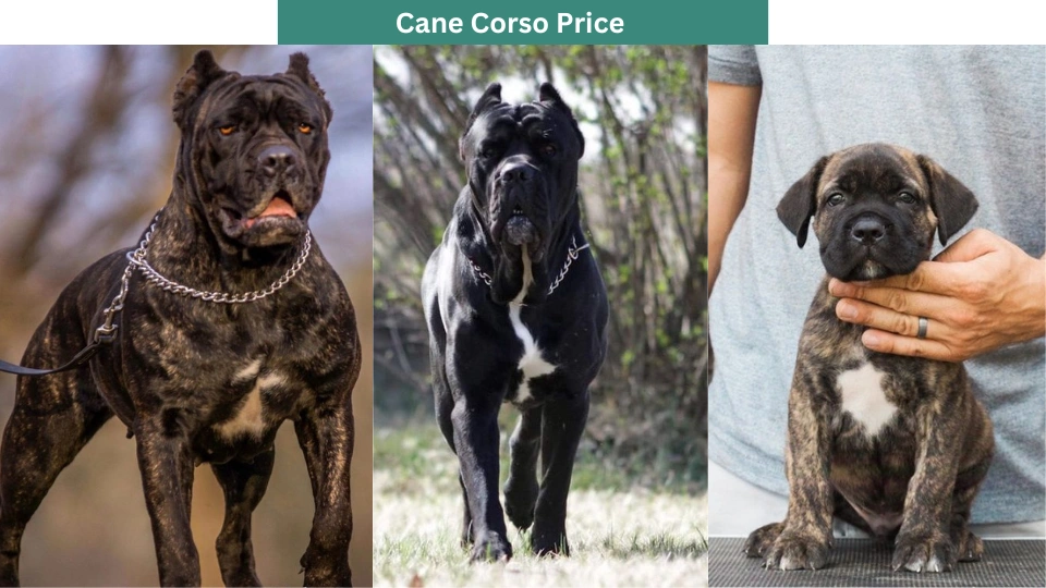 Cane Corso Price