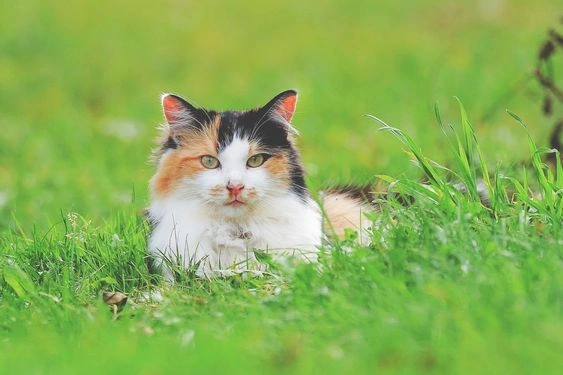 Cat Grass