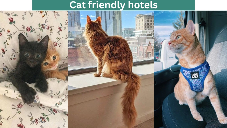 Cat friendly hotels