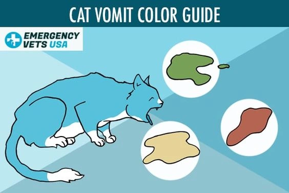 Cat vomit color chart