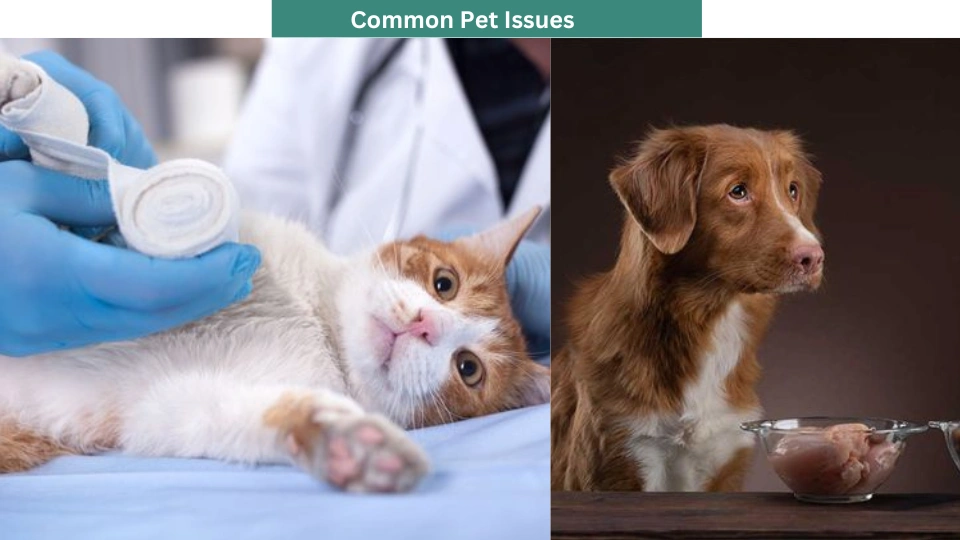 Common Pet Issues