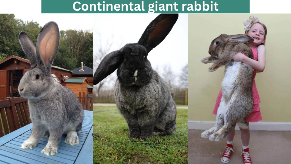 Continental giant rabbit