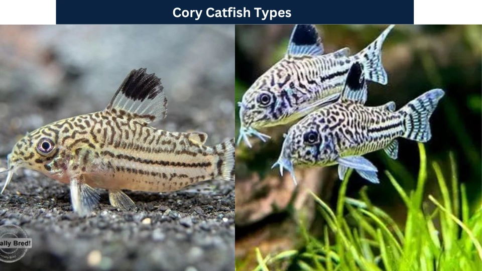 Cory Catfish Types