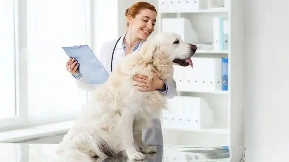 Disability Insurance For Veterinarians