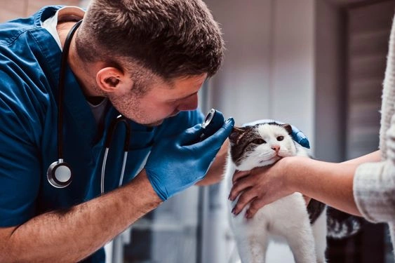 Disability Insurance For Veterinarians