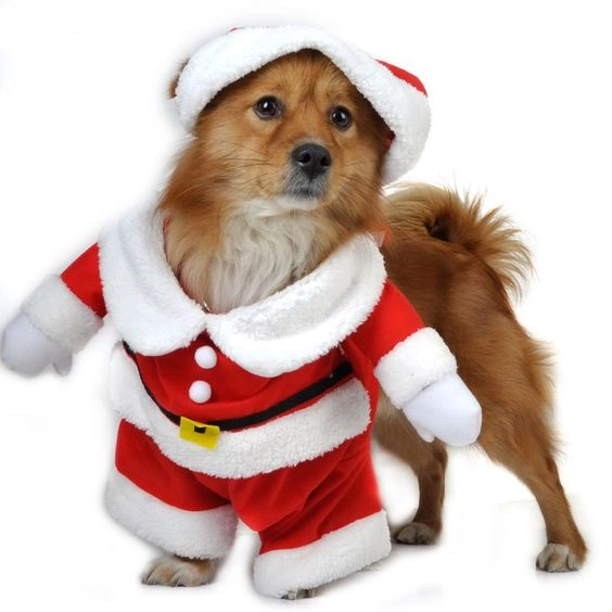 Dog Christmas Presents