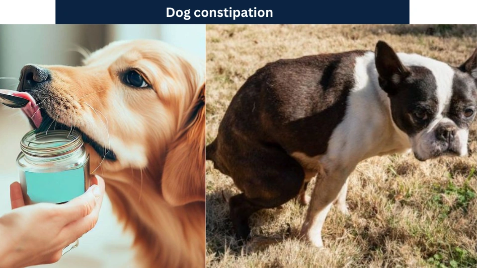 Dog constipation