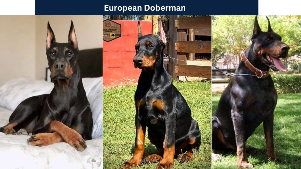 European Doberman
