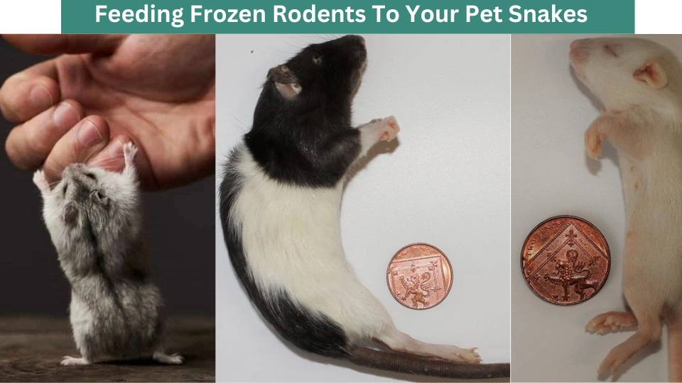 Feeding Frozen Rodents To Your Pet Snakes