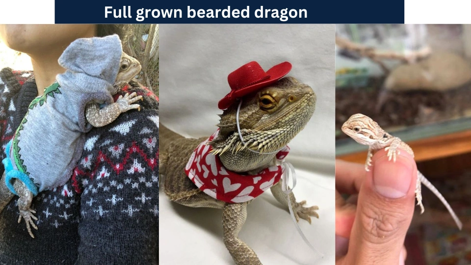 Full grown bearded dragon