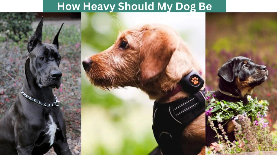 How Heavy Should My Dog Be