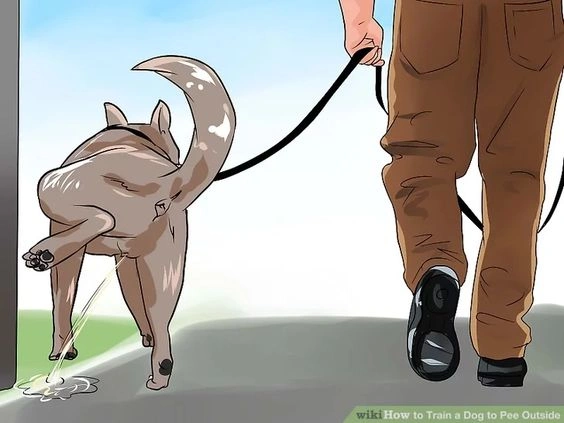 How Long Can Dogs Hold Their Pee?