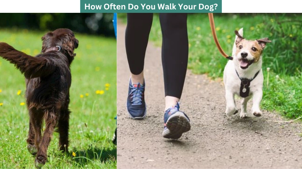 How Often Do You Walk Your Dog?