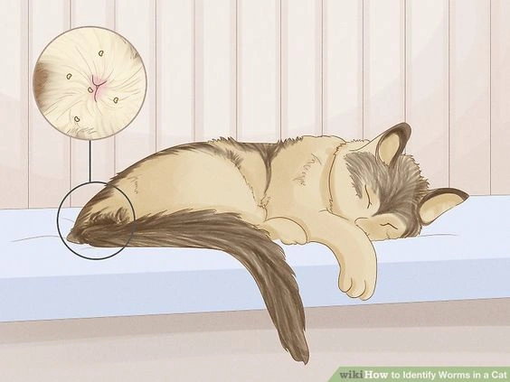 How to Feed Your Dog