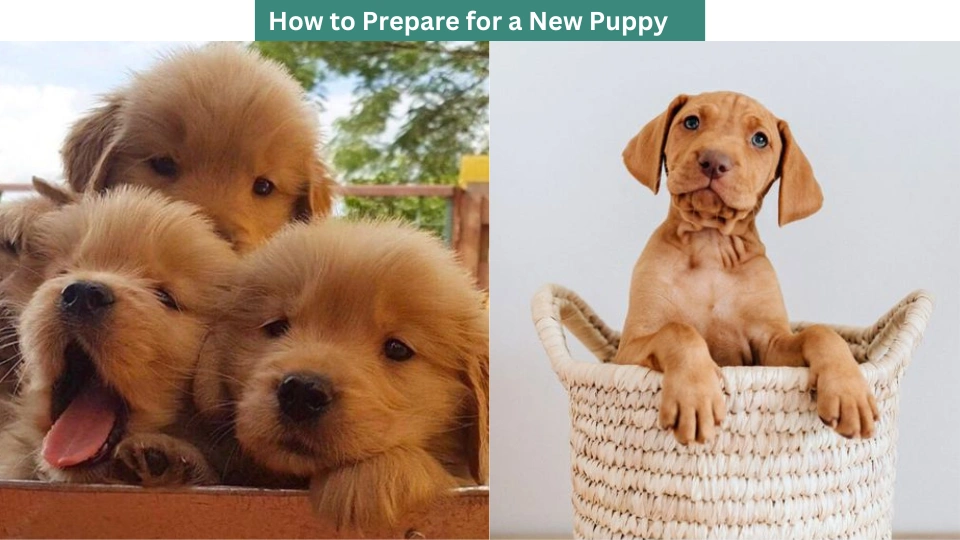 How to Prepare for a New Puppy