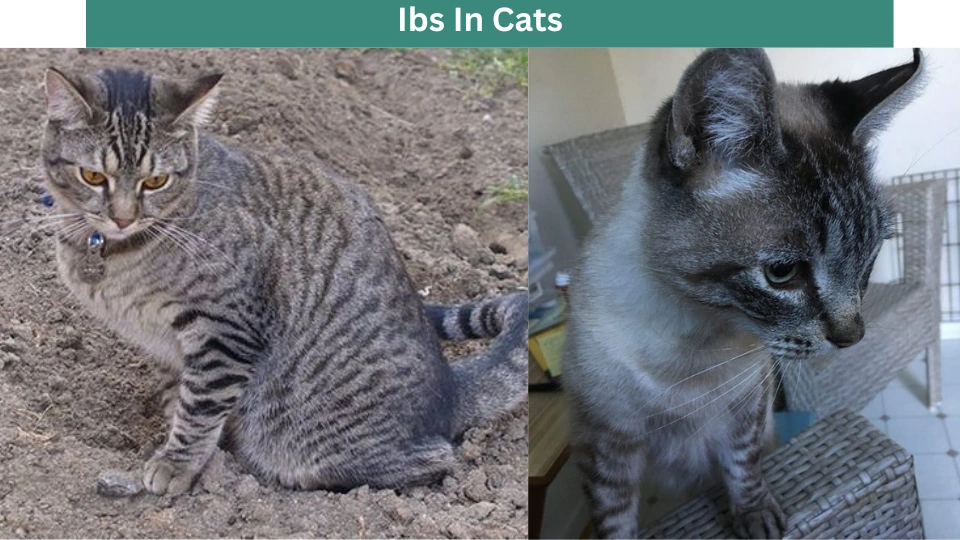 Ibs In Cats