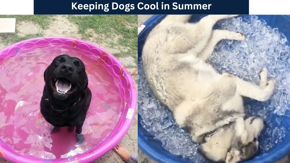 Keeping Dogs Cool in Summer