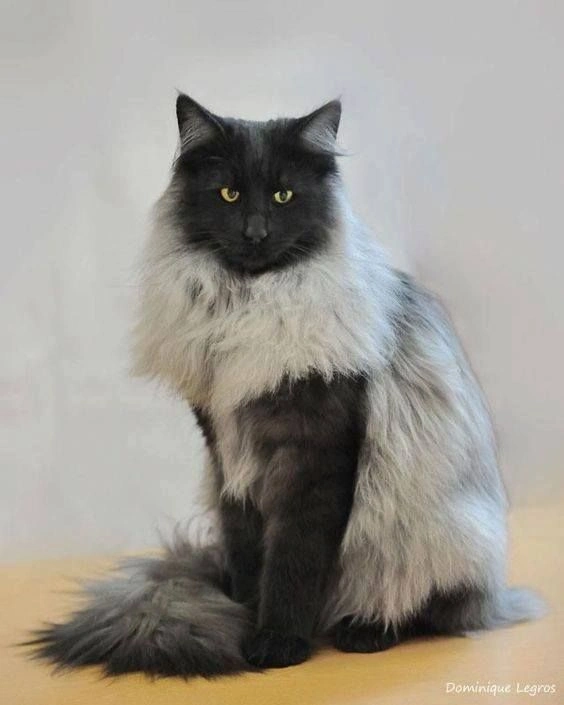  Largest Cat Breed in the World