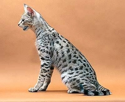  Largest Cat Breed in the World