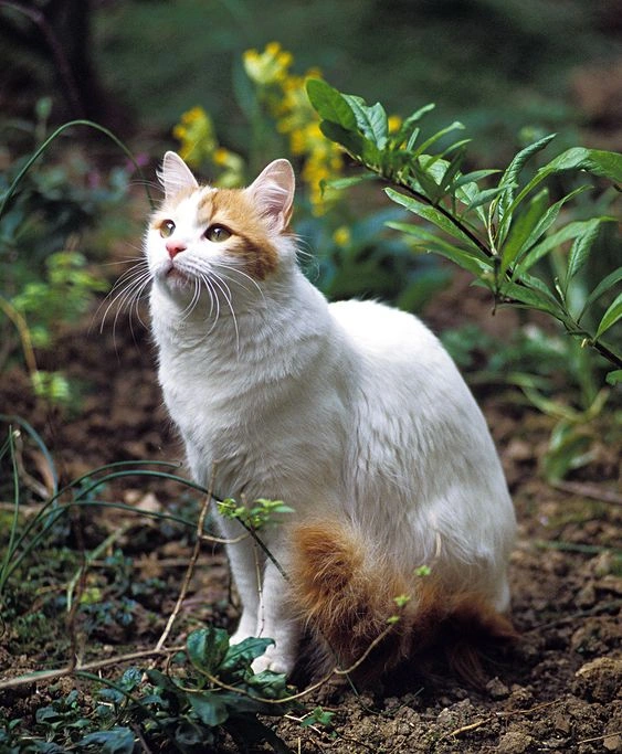 Largest Cat Breed in the World