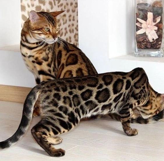 Largest Cat Breed in the World