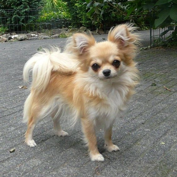 Long Hair Chihuahua