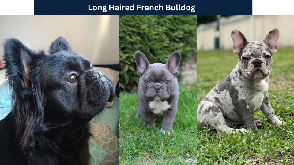 Long Haired French Bulldog