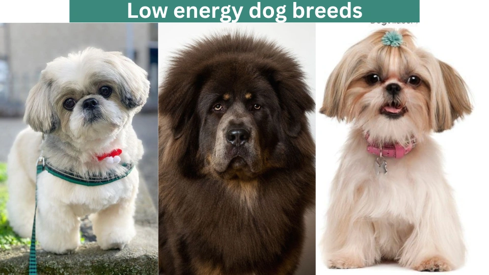 Low energy dog breeds
