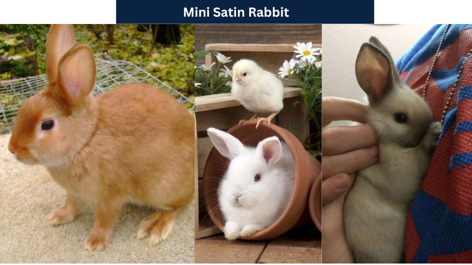 Mini Satin Rabbit