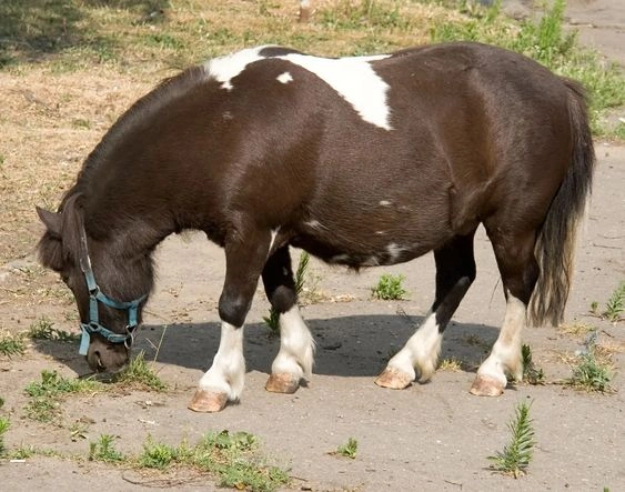 Miniature horse