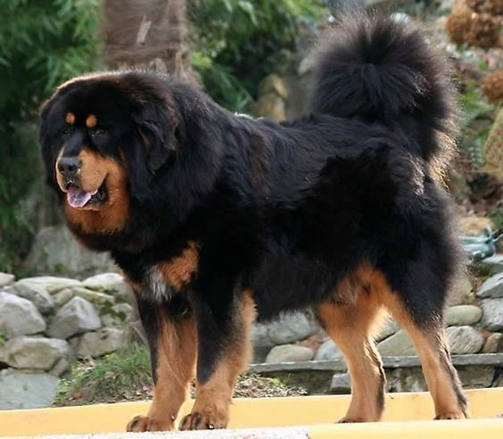  Most Expensive Dog Breeds