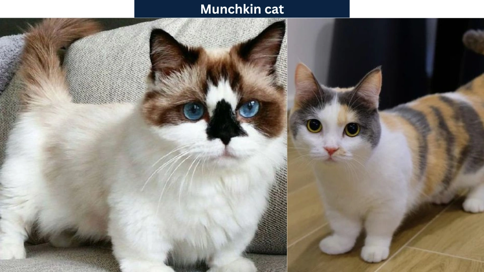 Munchkin cat