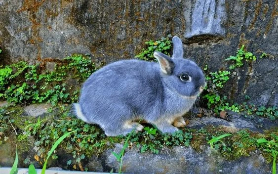 Netherland Dwarf Rabbit 