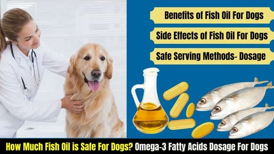 Omega 3 Fatty Acids For Dogs