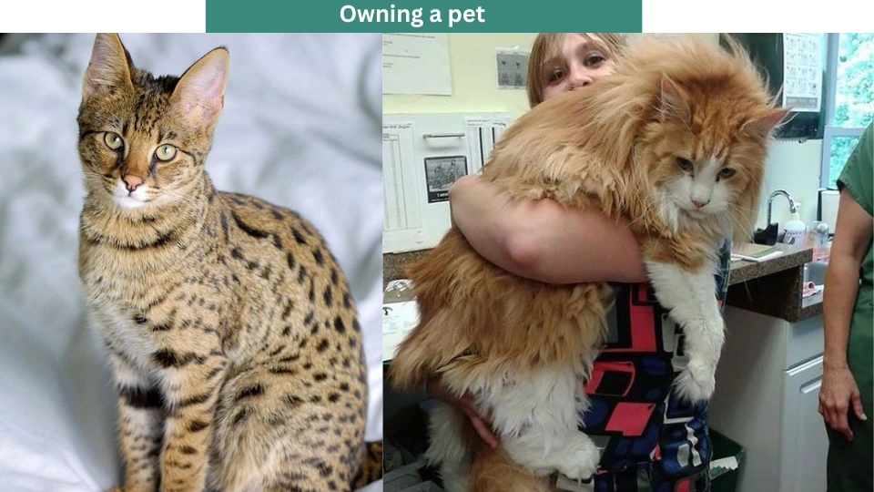 Owning a pet