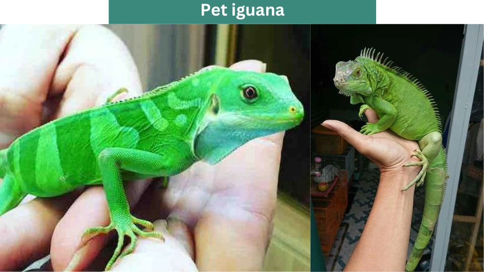 Pet iguana