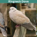 Ringneck Dove