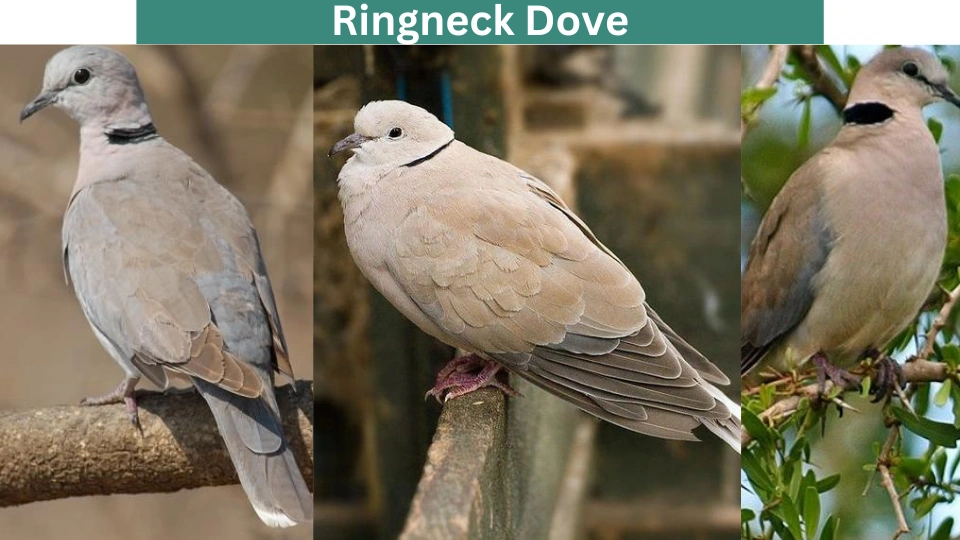 Ringneck Dove