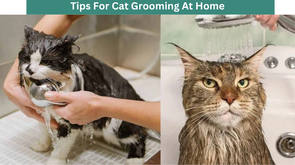Tips For Cat Grooming At Home