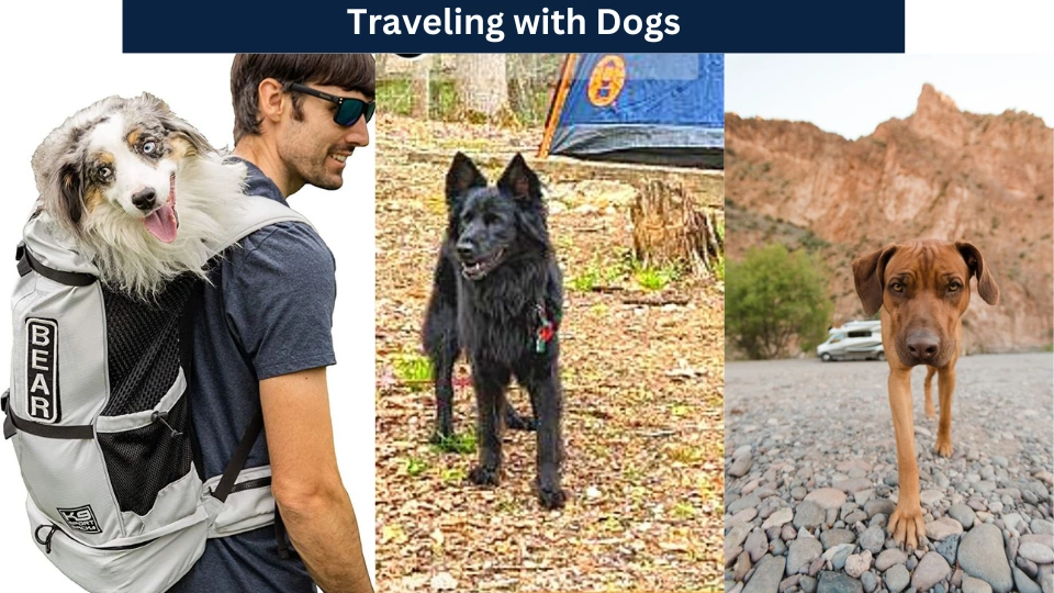 Traveling with Dogs