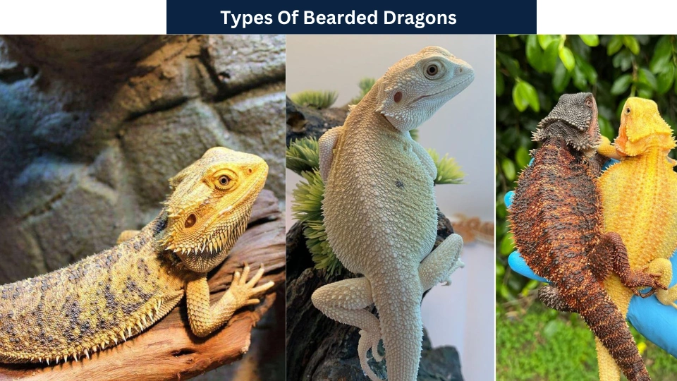 Types Of Bearded Dragons